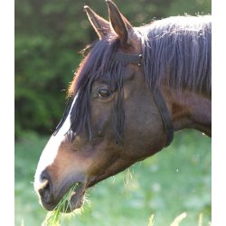 WH Fluepandeb�nd - kan bruges uden grime