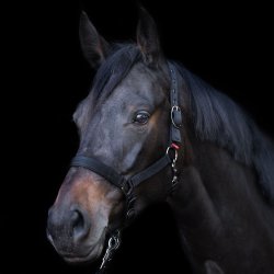 IMP Grime til �ring