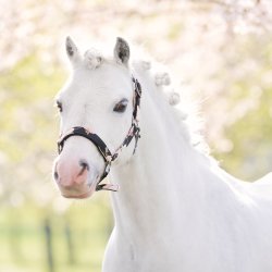 IMP Grime med blomster