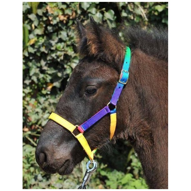 HKM Multifarvet grime
