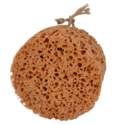 Borstiq svamp - rund