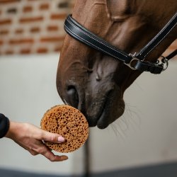 Borstiq svamp - rund